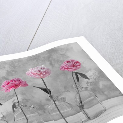 Peonies in glass bottles by Assaf Frank